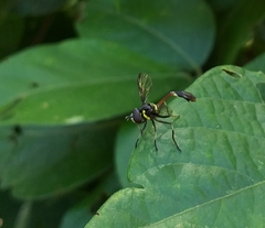 Salpingogaster nigra