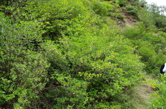 Ternstroemia gymnanthera