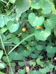 Cissampelos torulosa