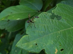 Salpingogaster nigra