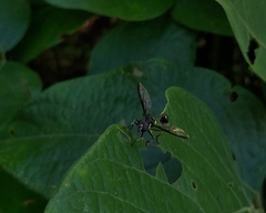 Salpingogaster nigra