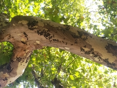 Antiteuchus mixtus