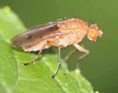 Suillia quinquepunctata