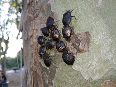 Antiteuchus mixtus