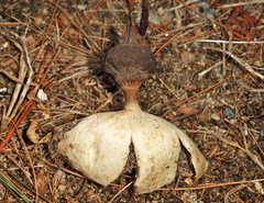 Geastrum pectinatum