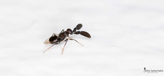 Cryptanusia aureiscutellum