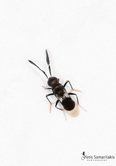 Cryptanusia aureiscutellum