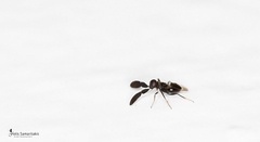 Cryptanusia aureiscutellum