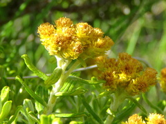 Helichrysum trilineatum