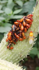 Oncopeltus fasciatus