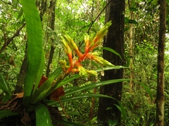Guzmania scherzeriana