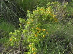 Helichrysum trilineatum