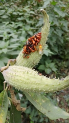 Oncopeltus fasciatus