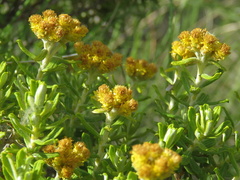 Helichrysum trilineatum