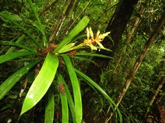 Guzmania scherzeriana