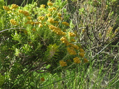 Helichrysum trilineatum