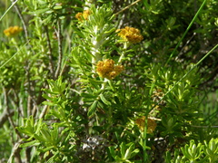 Helichrysum trilineatum