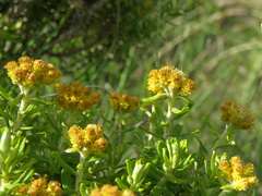 Helichrysum trilineatum