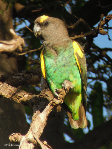 Meyer's Parrot