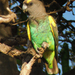 Uganda Brown Parrot - Photo (c) Nik Borrow, some rights reserved (CC BY-NC), uploaded by Nik Borrow