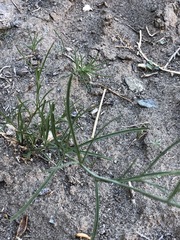 Sisymbrium polymorphum