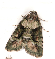 Pherechoa crypsichlora