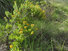 Helichrysum trilineatum