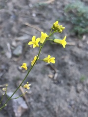 Sisymbrium polymorphum