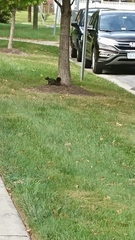 Sciurus carolinensis leucotis