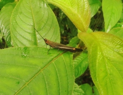 Copiocera specularis