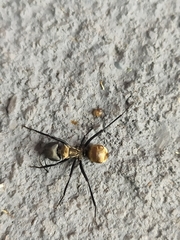 Camponotus sericeiventris