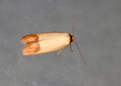 Tachystola stenoptera