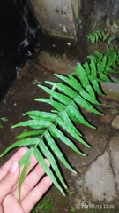 Pteris vittata