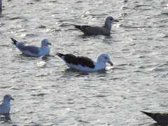 Larus marinus