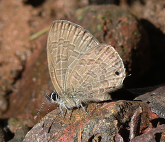 Prosotas nora ardates