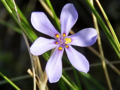 Moraea crispa