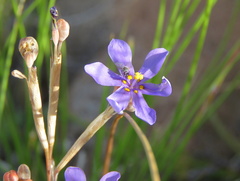 Moraea crispa