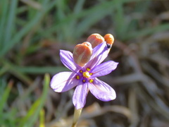 Moraea crispa