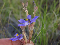 Moraea crispa