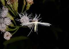 Pterophorus