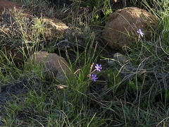 Moraea crispa