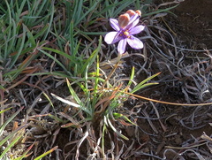 Moraea crispa