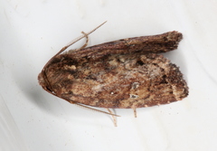 Elusa