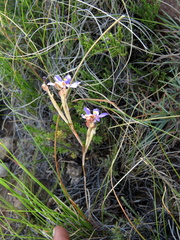 Moraea crispa