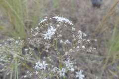 Gypsophila fastigiata