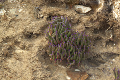 Anemonia viridis