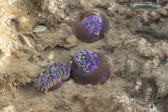 Anemonia viridis