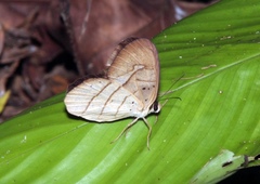 Pierella hortona