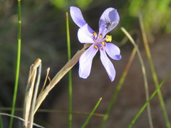 Moraea crispa