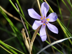 Moraea crispa